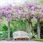 a white bench sitting under a purple flower covered arbor