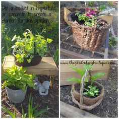 four pictures of different plants in pots and on the ground, with text overlay