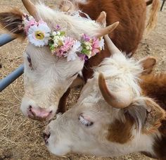 two cows with flowers on their heads in the dirt