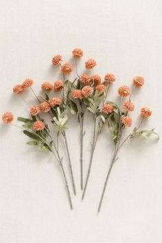 small orange flowers are arranged on a white surface