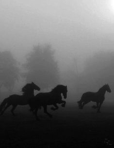 three horses running in the foggy field