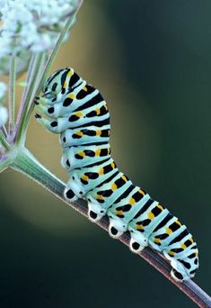 a caterpillar is sitting on a flower