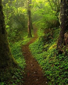 a trail in the middle of a forest with lots of trees