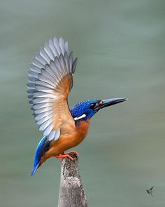 a blue and orange bird with it's wings spread out on a wooden post