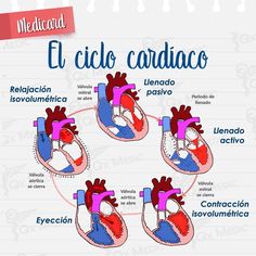 an image of the human heart in spanish