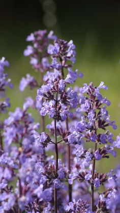 nepeta plante vivace abeille chat jardinage exposition entretien Garden Patch, Garden Tips, Mosquito Repellent, Lyon, Gardening Tips, Eden, Beautiful Flowers, Wild Flowers