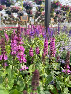 many different types of flowers in a greenhouse