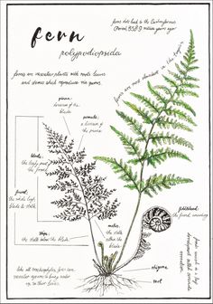 the fern plant is shown with its roots and leaves, labeled in black ink on white paper