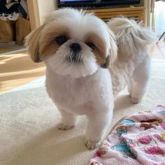 a small white and brown dog standing on top of a bed next to a blanket