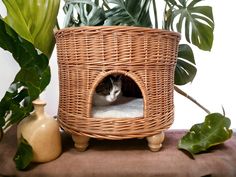 a cat sitting in a wicker basket on top of a table next to potted plants