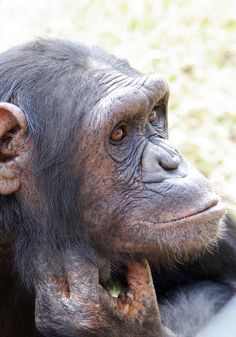 a close up of a chimpan with its head resting on the back of another chimpan