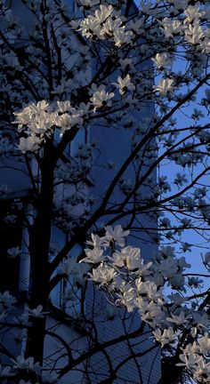 white flowers are blooming on the branches of trees in front of a tall building