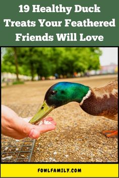 19 Healthy Duck Treats Your Feathered Friends Will Love Duck Treats, Red Worms, Human Food, Winter Squash, Bird Seed, Shredded Carrot, How To Cook Quinoa, Leafy Greens