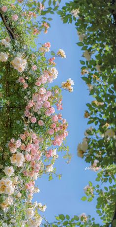 pink and white flowers growing on the side of a tree with blue sky in background