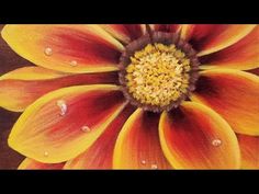 an orange and yellow flower with drops of water on it