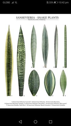 an image of different types of snake plants