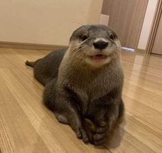 an otter is sitting on the floor and looking at the camera with its mouth open