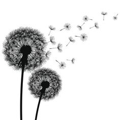 two dandelions blowing in the wind on a gray and white background with text