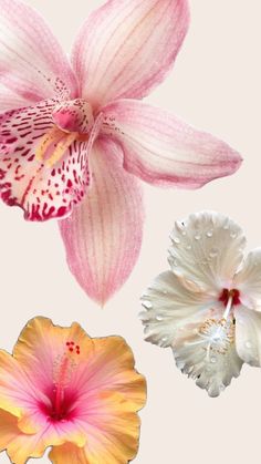 three different types of flowers are shown in this image, including pink and white orchids