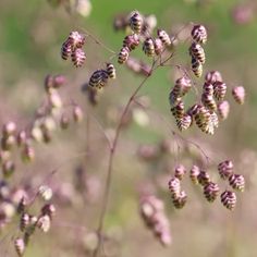 some very pretty pink flowers in a field