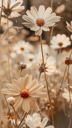 white daisies in the middle of a field with lots of brown and white flowers