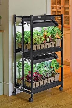 a shelf filled with lots of plants on top of a hard wood floor