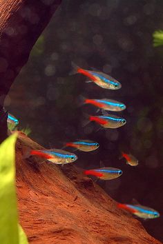 several small blue and red fish in an aquarium