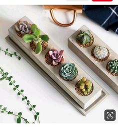 three succulents are placed on two wooden trays with plants in them