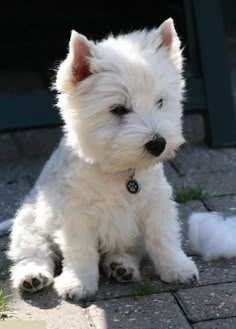 a small white dog sitting on top of a sidewalk