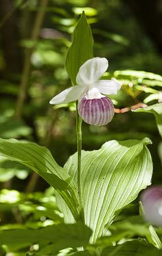 a purple and white flower sitting on top of a green leafy plant in the sun