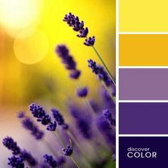 the color scheme is lavender and yellow