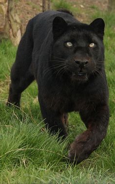 a black panther walking across a lush green field