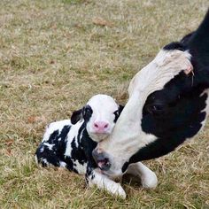 a baby cow is nursing from its mother