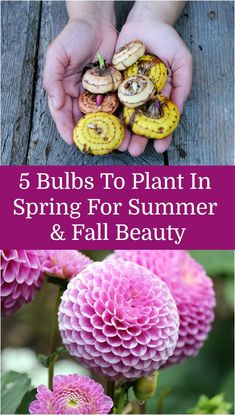 hands holding flowers with text overlay reading 5 bulbs to plant in spring for summer & fall beauty