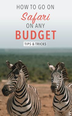 two zebras standing next to each other with the words how to go on safari on any budget tips and tricks