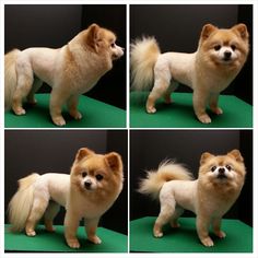 four different pictures of a small dog with long hair on it's head and tail