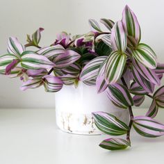 purple and white striped flowers in a white vase on a table with no one around