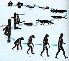 the evolution of man and animals is depicted in this poster, which depicts different stages of life