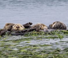 four sea otters in the water with their mouths open