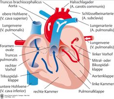 an image of the human heart with labels