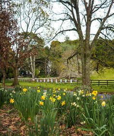 some yellow and white flowers in the grass by a fence with trees on both sides