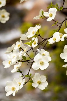 white flowers are blooming on a tree branch