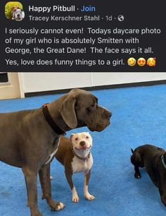 two dogs standing next to each other on a blue carpet with the caption happy pitbull join