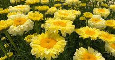 many yellow and white flowers in a field