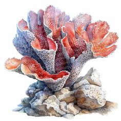 a painting of corals and rocks on a white background