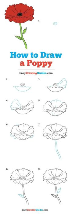 how to draw a poppy flower