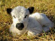 a baby cow is laying in the grass