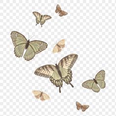 several butterflies flying in the sky with no background, hd png downloads to use for