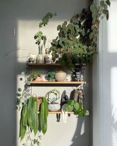 some plants are sitting on shelves in the corner