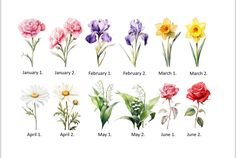 April 1st, March 1st, Birth Flower, Birth Flowers, United Kingdom, Digital Prints, Flowers